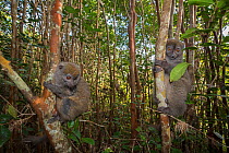 RF- Grey bamboo lemurs (Hapalemur griseus griseus) in a tree. Vakona island, Andasibe, Madagascar. Captive. (This image may be licensed either as rights managed or royalty free.)