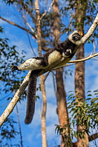 RF- Black and white ruffed lemur (Varecia variegata variegata) sunbathing in the early morning, Vakona island, Andasibe area, Madagascar. Captive (This image may be licensed either as rights managed o...