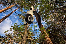 RF- Black and white ruffed lemur (Varecia variegata variegata) hanging from branch, Vakona island, Andasibe area, Madagascar. Captive. (This image may be licensed either as rights managed or royalty f...
