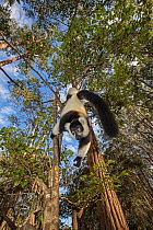 RF- Black and white ruffed lemur (Varecia variegata variegata) hanging from branch, Vakona island, Andasibe area, Madagascar. Captive. (This image may be licensed either as rights managed or royalty f...