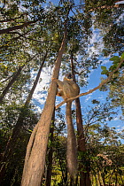 RF- Common brown lemur (Eulemur fulvus) perched in tree,  Vakona island, Andasibe, Madagascar, Captive. (This image may be licensed either as rights managed or royalty free.)
