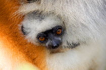 RF- Diademed sifaka (Propithecus diadema diadema) baby hiding in the fur of its mother, Vakona island, Andasibe, Madagascar. Captive. (This image may be licensed either as rights managed or royalty fr...