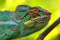 RF- Panther chameleon (Furcifer pardalis) portrait, Madagascar. Captive. (This image may be licensed either as rights managed or royalty free.)