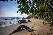 RF- Beaches along the coast of the Bay of Angotil. Scattered eroded rocks and fringed with primary rainforest. Masoala National Park, North eastern Madagascar. (This image may be licensed either as ri...