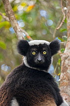 RF- Indri (Indri indri) portrait while hanging in a tree. Maromizaha Reserve, Andasibe Mantadia National Park, Eastern Madagascar. (This image may be licensed either as rights managed or royalty free....