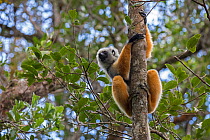 RF- Diademed sifaka (Propithecus diadema diadema) hanging in a tree. Maromizaha Reserve, Andasibe Mantadia National Park, Eastern Madagascar. (This image may be licensed either as rights managed or ro...