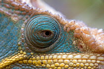 Parson's chameleon (Chamaeleo parsonii) close-up, Madagascar, Captive.