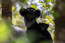 Indri (Indri indri) portrait of a female with baby, while hanging in a tree. Maromizaha Reserve, Andasibe Mantadia National Park, Eastern Madagascar. August