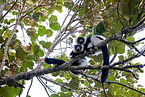 Black and white ruffed lemur (Varecia variegata variegata) two looking down from a branch. Andasibe-Mantadia National Park, Eastern Madagascar.