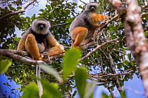 Diademed sifaka (Propithecus diadema diadema) pair, Maromizaha Reserve, Andasibe Mantadia area, eastern Madagascar. August.