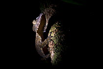 Mossy Leaf-tailed Gecko (Uroplatus sikorae) climbing on a tree at night. Masoala National Park, Madagascar.