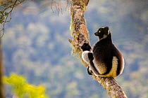 Indri (Indri indri) portrait while sitting in a tree. Maromizaha Reserve, Andasibe Mantadia, eastern Madagascar.