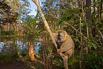 Common brown lemur (Eulemur fulvus) perched in a tree.  Vakona island, Andasibe area, Madagascar. Captive.