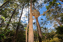 Common brown lemur (Eulemur fulvus) in tree. Vakona island, Andasibe, Madagascar. Captive