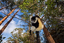 Black and white ruffed lemur (Varecia variegata variegata) hanging from branch, Vakona island, Andasibe area, Madagascar. Captive.