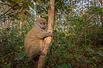 Grey bamboo lemur (Hapalemur griseus griseus) in a tree, Vakona island, Andasibe, Madagascar. Captive.