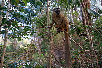 Common brown lemur (Eulemur fulvus) perched in a tree. Vakona island, Andasibe area, Madagascar. Captive.