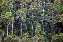 Primary rainforest trees and landscape. Andasibe-Mantadia national park, Eastern Madagascar. August.