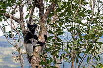 Indri (Indri indri) portrait while hanging in a tree. Maromizaha Reserve, Andasibe Mantadia National Park, Eastern Madagascar.