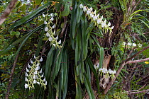 Orchids (Angraecum sp) flowering, tropical lowland rainforest. Masoala NP, North eastern Madagascar. August