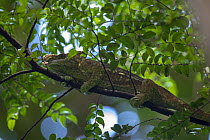 Parson's chameleon (Chamaeleo parsonii) male in rainforest resting on a brach. Masoala National Park, Madagascar.