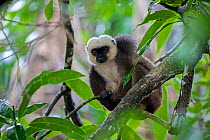 White fronted brown lemur  (Lemur fulvus albifrons) male in tree,  Nosy Mangabe, Masoala national park, Madagascar.
