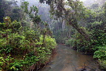 River in primary rainforest on a misty morning, Andasibe-Mantadia National Park, Eastern Madagascar.
