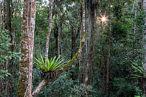 Primary rainforest, Andasibe-Mantadia National Park, Eastern Madagascar. August.