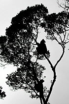 Indri (Indri indri) silhouette in a tree, Maromizaha reserve, Andasibe Mantadia area, eastern Madagascar.