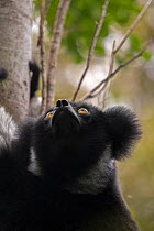 Indri (Indri indri) portrait, Maromizaha reserve, Andasibe Mantadia area, eastern Madagascar. August