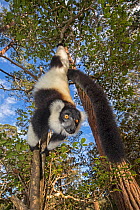 Black and white ruffed lemur (Varecia variegata variegata) hanging from branch, Vakona island, Andasibe area, Madagascar. Captive