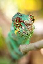 Panther chameleon (Furcifer pardalis) portrait, Madagascar. Captive.