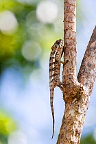 Panther chameleon (Furcifer pardalis) climbing in a tree. Bay of Antongil, Masoala Peninsula National Park, north east Madagascar.