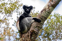Indri (Indri indri) adult sitting in a tree. Maromizaha Reserve, Andasibe Mantadia area, eastern Madagascar.