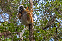 Diademed sifaka (Propithecus diadema diadema) female with young, hanging in a tree. Maromizaha Reserve, Andasibe Mantadia National Park, Eastern Madagascar.
