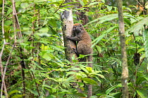 Sambirano lesser bamboo lemur (Hapalemur occidentalis) Masoala National Park, North eastern Madagascar.