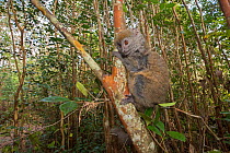 Grey bamboo lemur (Hapalemur griseus griseus) in tree, Vakona island, Andasibe, Madagascar. Captive