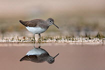RF- Green sandpiper (Tringa ochropus) adult  feeding in shallow freshwater pool. Valkenhorst Nature Reserve, Valkenswaard, The Netherlands. December (This image may be licensed either as rights manage...