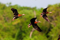 Black-bellied Whistling-duck (Dendrocygna autumnalis)  group of three in flight,  near Bahia Cacaluta, Bahias de Huatulco National Park, Oaxaca, southern Mexico, August