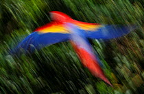 Scarlet Macaw (Ara macao) flying, blurred motion. Scarlet Macaw reintroduction program, Palenque, Chiapas, southern Mexico, March