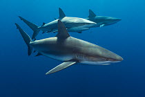 Caribbean reef shark (Carcharhinus perezi), Jardines de la Reina / Gardens of the Queen National Park, Caribbean Sea, Ciego de Avila, Cuba, January