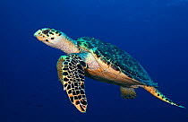 Hawksbill turtle (Eretmochelys imbricata), IUCN Critically Endangered, Jardines de la Reina / Gardens of the Queen National Park, Ciego de Avila, Cuba, January