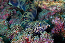 Redsaddled snake eel (Quassiremus nothochir), San Agustin Bay, Huatulco Bays National Park, southern Mexico, November