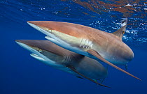 Silky shark (Carcharhinus falciformis) two swimming together,  Jardines de la Reina / Gardens of the Queen National Park, Caribbean Sea, Ciego de Avila, Cuba, January. Vulnerable species.
