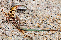 Blackbelly racerunner lizard (Aspidoscelis deppei), Playa Morro Ayuta, Oaxaca state, southern Mexico, August