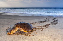 Olive ridley sea turtle (Lepidochelys olivacea) arriving to nest, Arribada (mass nesting event), Playa Morro Ayuta, Oaxaca state, southern Mexico, IUCN Vulnerable, August