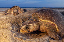 Olive ridley sea turtle (Lepidochelys olivacea) nesting, Arribada (mass nesting event), Playa Morro Ayuta, Oaxaca state, southern Mexico, IUCN Vulnerable, August