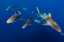 Caribbean reef shark (Carcharhinus perezi) group, Jardines de la Reina / Gardens of the Queen National Park, Caribbean Sea, Ciego de Avila, Cuba, January