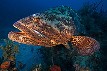 Atlantic goliath grouper (Epinephelus itajara),Jardines de la Reina /Gardens of the Queen National Park, Ciego de Avila, Cuba, January. Critically endangered species.