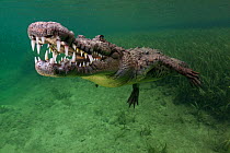 American crocodile (Crocodylus acutus), IUCN Vulnerable, Jardines de la Reina / Gardens of the Queen National Park, Caribbean Sea, Ciego de Avila, Cuba, January